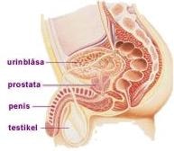 naturmedel mot prostataförstoring